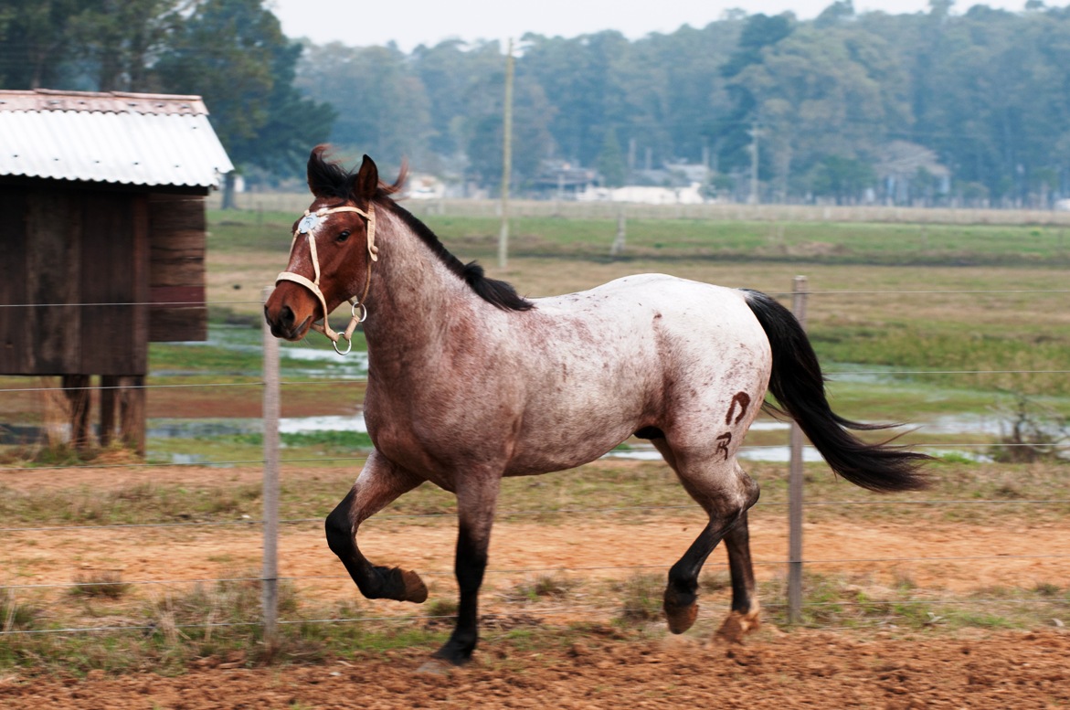 Cavalo Uma Paixão: Cavalo Rosilho