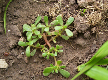 beneficios verdolaga