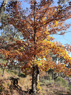 NATURE VIEWS / Fotografias de natureza, Castelo de Vide