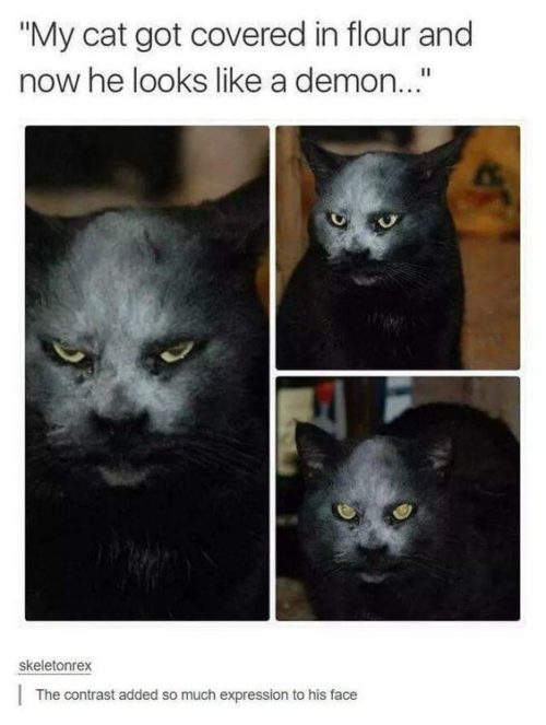 demon+cat+halloween+funny+meme.jpg