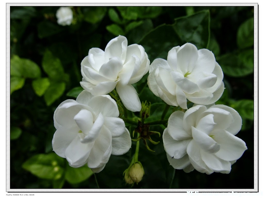 Bunga Melati Putih Dijuluki Terbaru