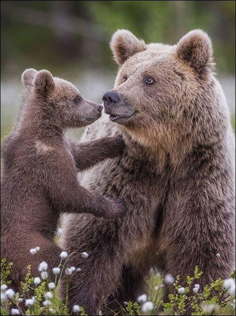 Bear Mom and Cub