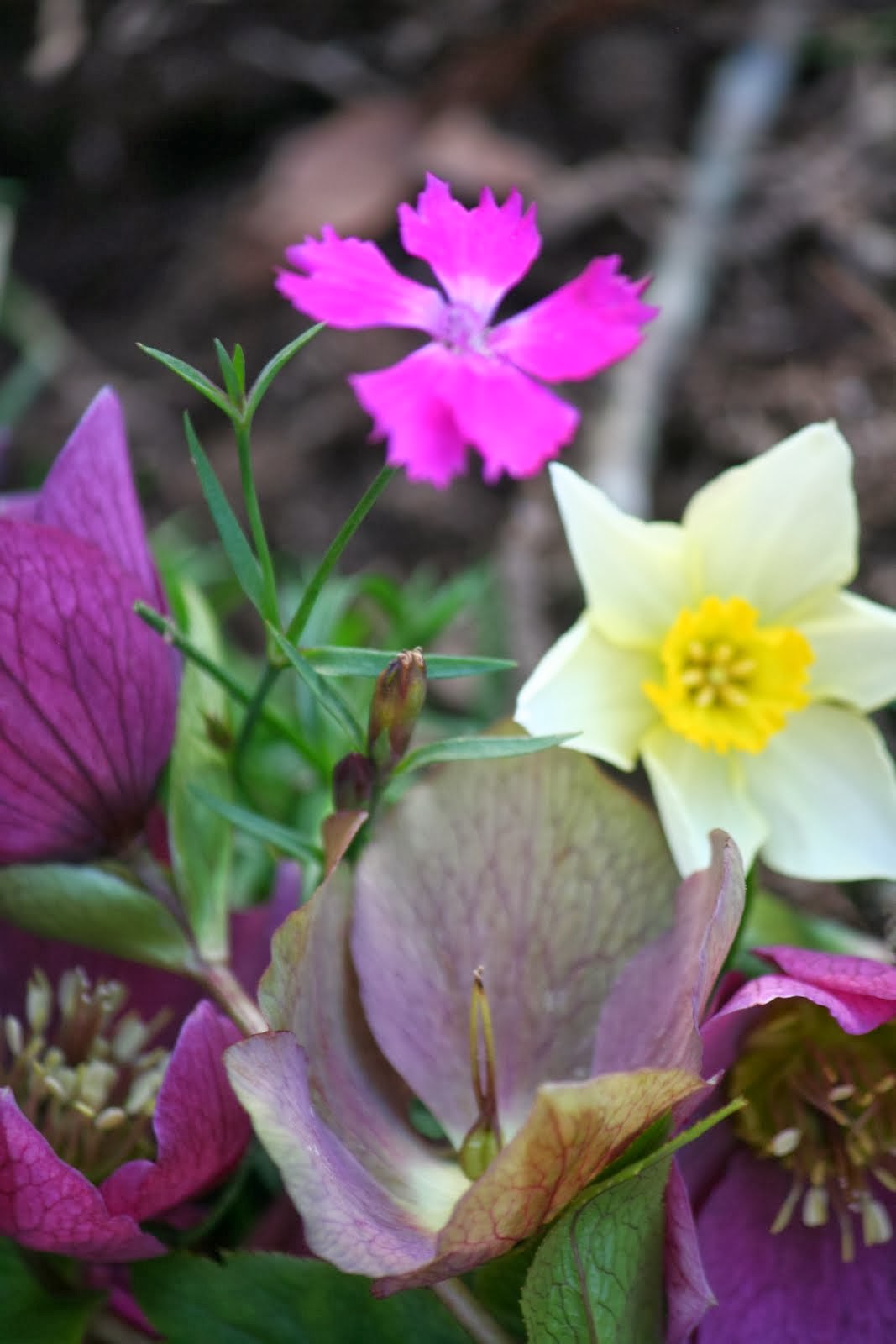 Dianthus, Helebores & Daff
