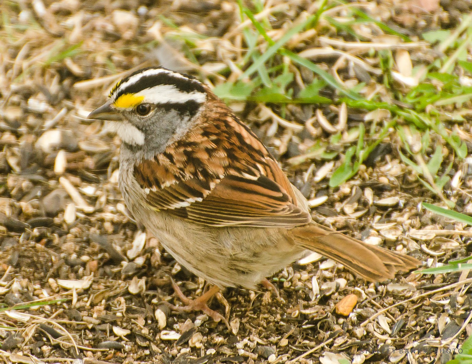 Prairie Nature WhiteThroated Sparrow Canada Songbird