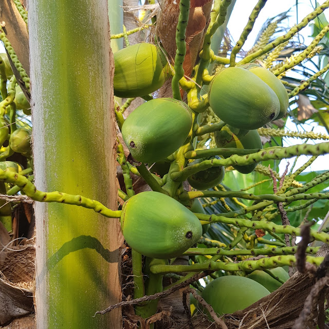 coconut milk, coconut water, coconut palm, green coconut, types of coconuts, coconut tree uses, uses of coconut, coconut facts, coconut tree cultivation, parts of coconut fruit, uses of coconut fruit, coconut seed inside coconut, is coconut a fruit yahoo answers, coconut fruit benefits, benefits of coconut fruit, coconut seed dispersal, coconut tree for sale, coconut copra, coconut tree 5 sentences, benefits of eating coconut everyday, coconut heart, coconut tree cultivation, coconut pearl, coconut meat health benefits side effects, parts of coconut fruit, fresh coconut nutrition facts, can you plant a coconut, parts of coconut shell, is a coconut a mammal, white ball inside coconut, exocarp of coconut, can we eat coconut flower, health benefits of sprouted coconut coconut milk, coconut water, coconut palm, green coconut, types of coconuts, coconut tree uses, uses of coconut, coconut facts, coconut tree cultivation, parts of coconut fruit, uses of coconut fruit, coconut seed inside coconut, is coconut a fruit yahoo answers, coconut fruit benefits, benefits of coconut fruit, coconut seed dispersal, coconut tree for sale, coconut copra, coconut tree 5 sentences, benefits of eating coconut everyday, coconut heart, coconut tree cultivation, coconut pearl, coconut meat health benefits side effects, parts of coconut fruit, fresh coconut nutrition facts, can you plant a coconut, parts of coconut shell, is a coconut a mammal, white ball inside coconut, exocarp of coconut, can we eat coconut flower, health benefits of sprouted coconut