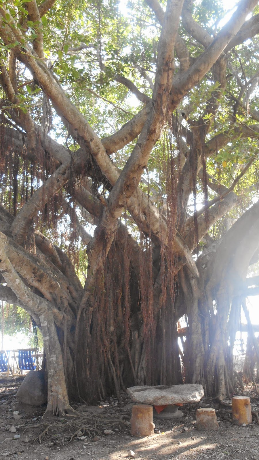 Дерево с воздушными корнями