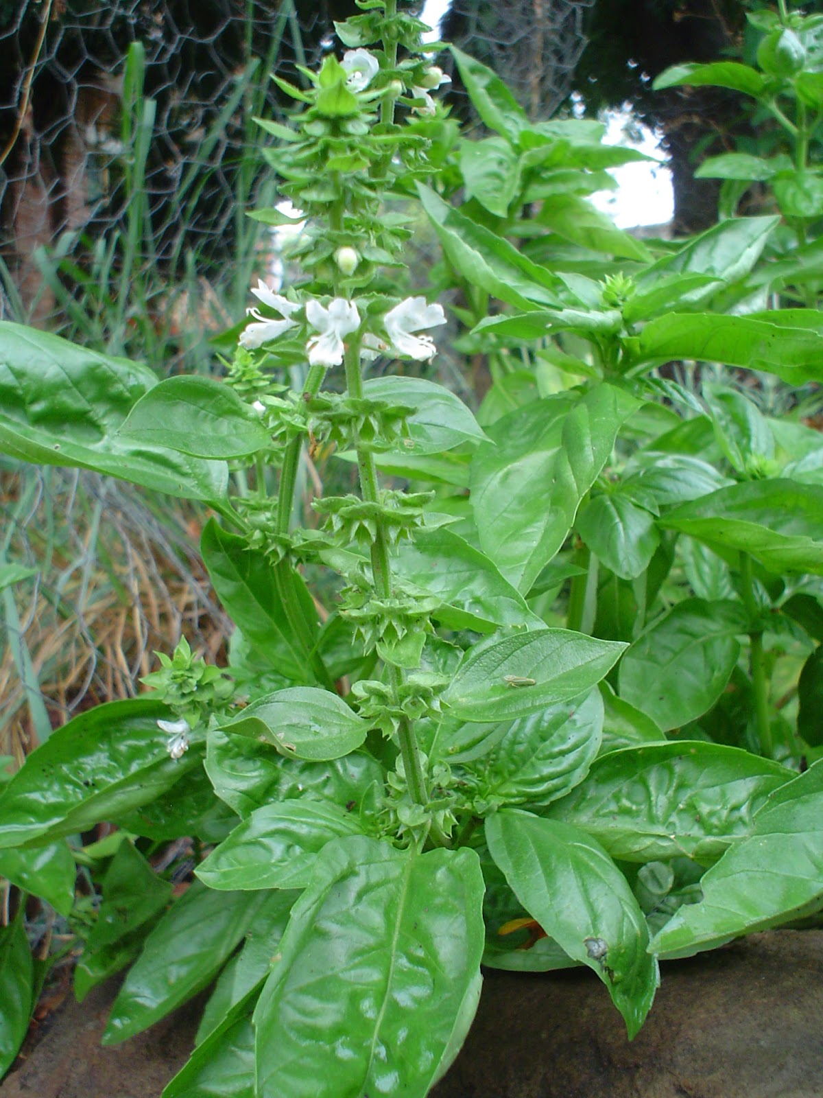 Huerto Tochtli Albahaca ficha técnica