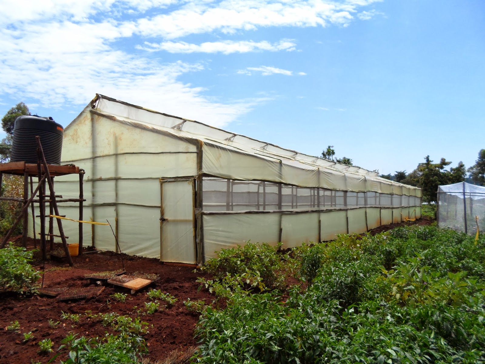 How to know you are ready for a greenhouse in Kenya Greenhouse