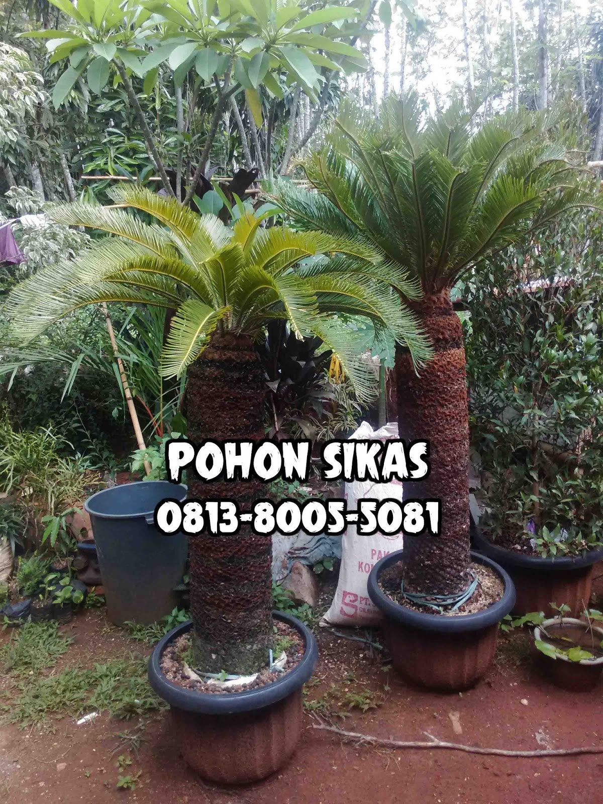 Macam Macam Tanaman Sikas - Macam Macam Tanaman Sikas - Semoga