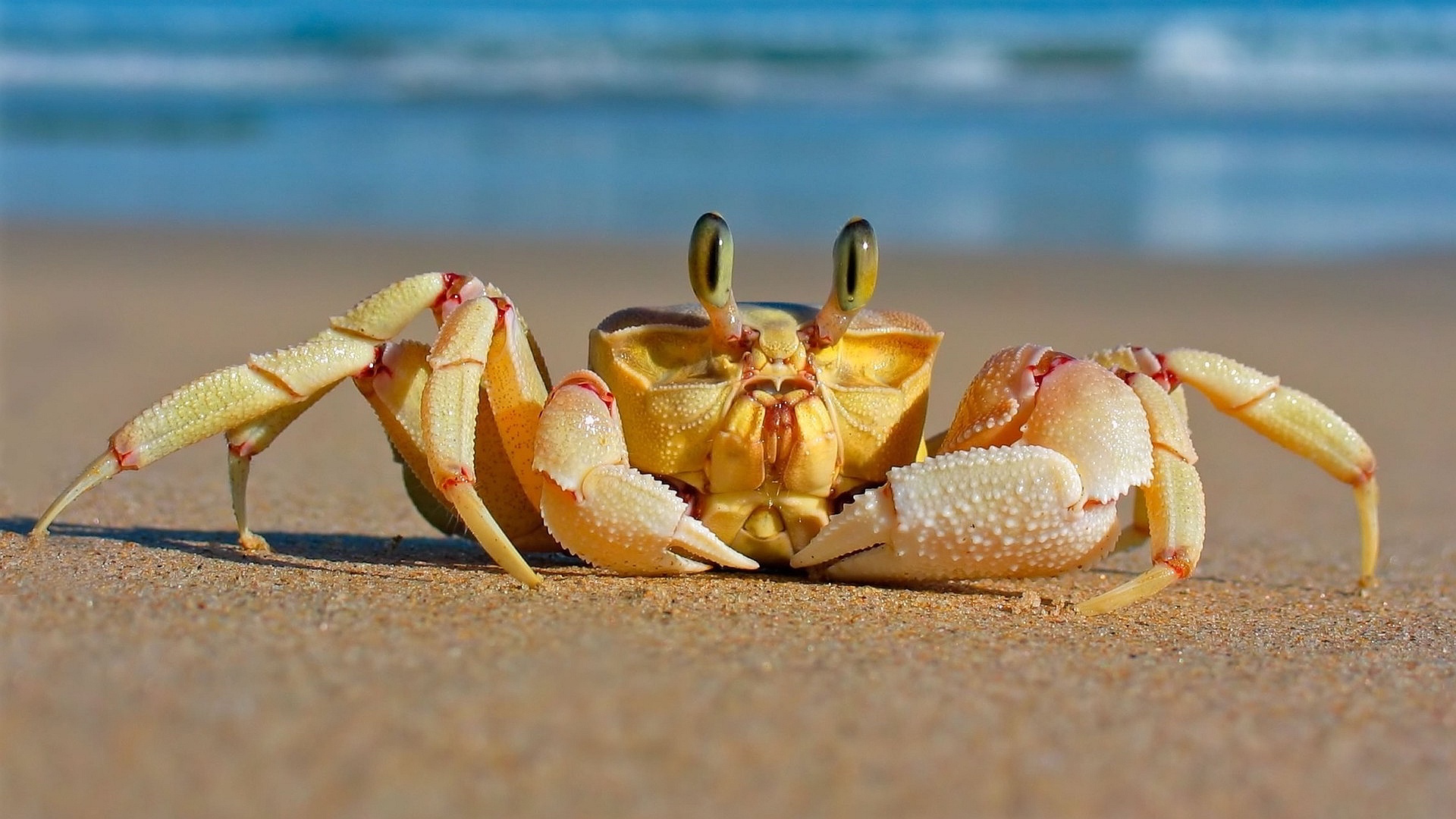 Beach Crab