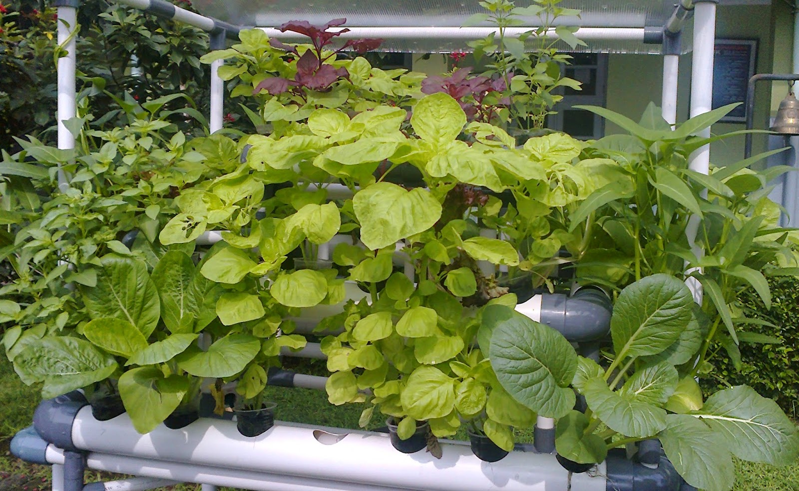 kebunku: Menanam Sayur Di Lahan Terbatas