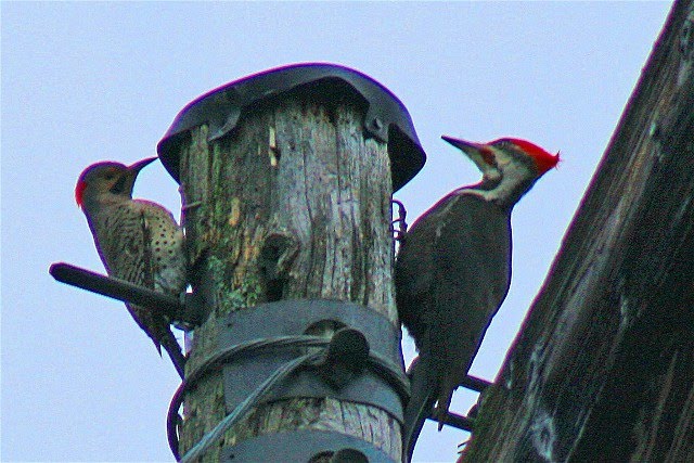 nature tales and camera trails: A Northern Flicker and a male Pileated