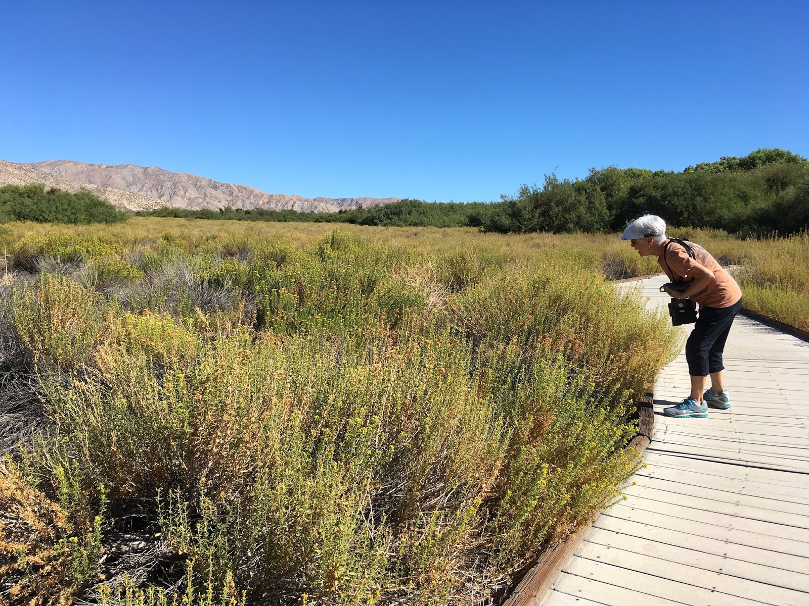 BIRDING THE CENTRAL COAST Birding Big Morongo Canyon Preserve