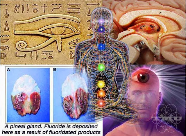 Nectar pineal gland divine How to