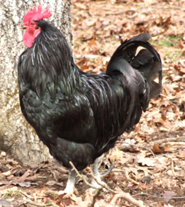 java chicken, java chickens, java chicken facts, java chickens facts, java chicken info, java chicken characteristics, java chicken photo, java chicken images, java chicken behavior, java chicken temperament, java chicken color, java chicken varieties, java chicken eggs, java chicken eggs color