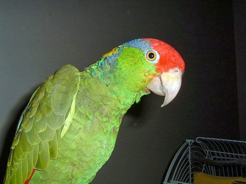 Bird Directory Redcrowned Amazon