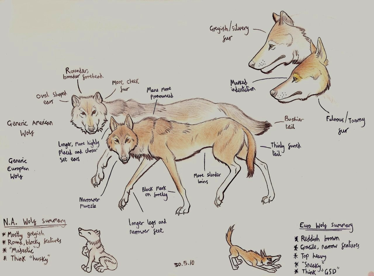Abe's Animals Size difference between North American wolf and European