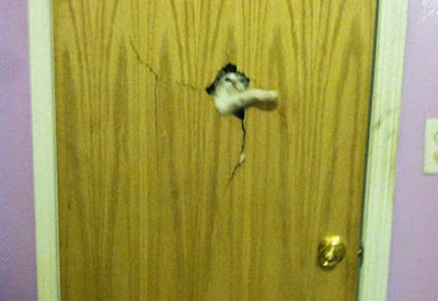 foto de gato queriendo entrara a casa