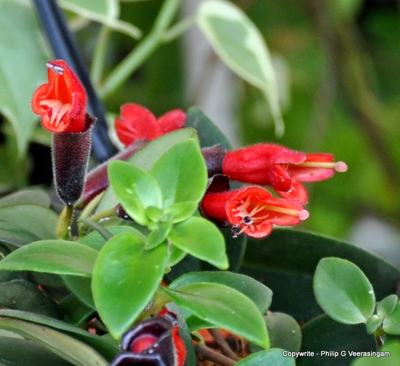 Images of Sri Lanka on Flower plants for sale, 'Waters