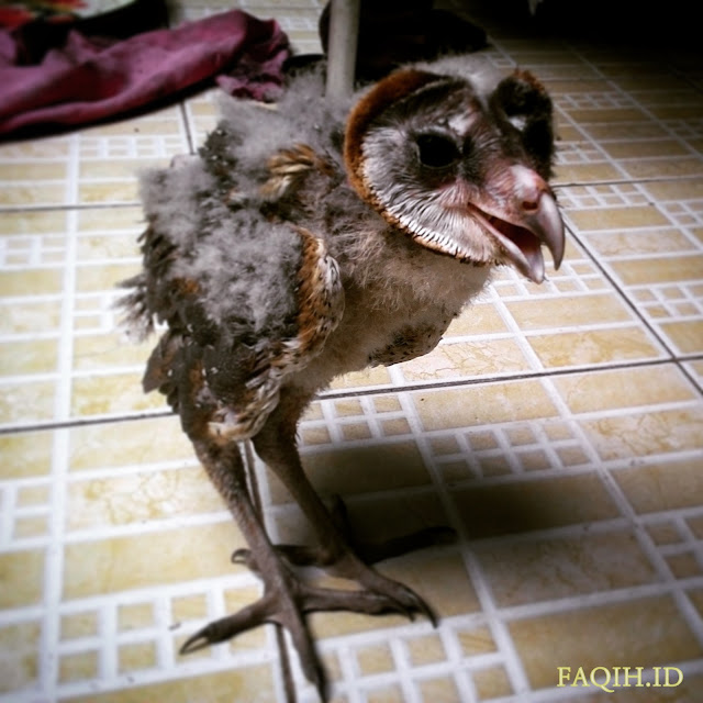 Kandang Burung Hantu Tyto Alba Tentang Kolam Kandang Ternak