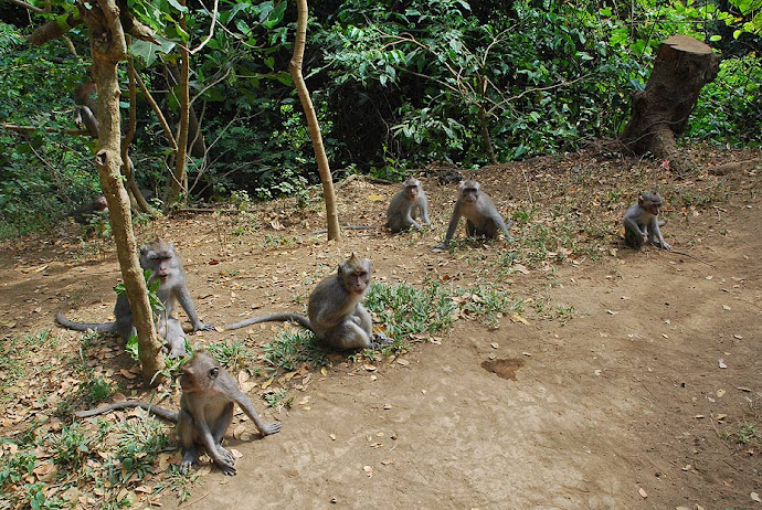 Manada de monos