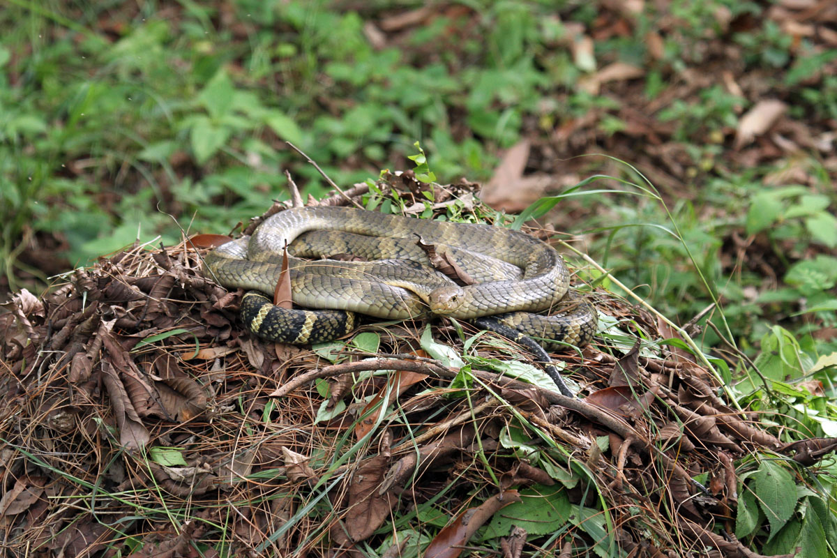 как выращивают змей