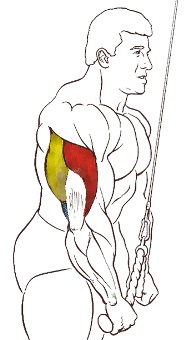 Extensiones de tríceps con cuerda - MIGUELWORKFIT