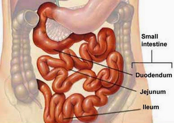 Our Dynamic Life: Superior Mesenteric Artery Syndrome (SMAS) sma syndrome diagram 