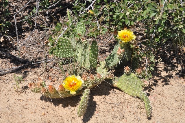 cactus Greencrest Colorado Springs coloradoviews.filminspector.com