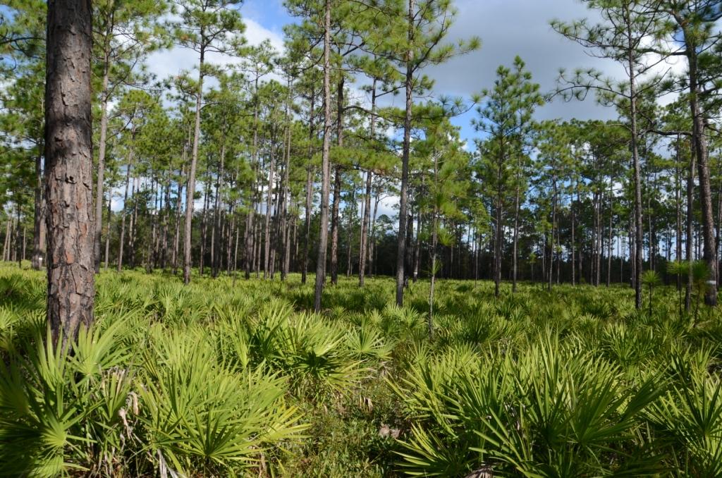 Ohio Birds and Biodiversity: Red-cockaded Woodpecker