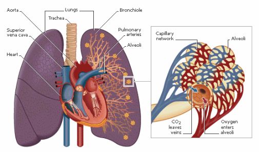 Alat Pernafasan, Alat Ekskresi; Paru-paru, Anatomi dan Fungsinya