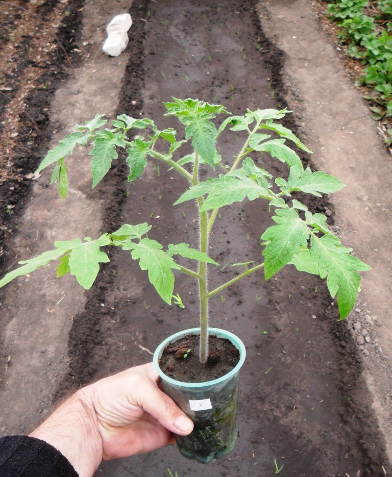 Вкусный Огород: Рассада помидоров без пикировки