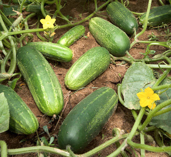 growing cucumber, growing cucumbers, guide for growing cucumbers, how to grow cucumbers, growing cucumbers in home garden, organic cucumbers, growing cucumbers organically, planting cucumbers, caring cucumbers, harvesting cucumbers