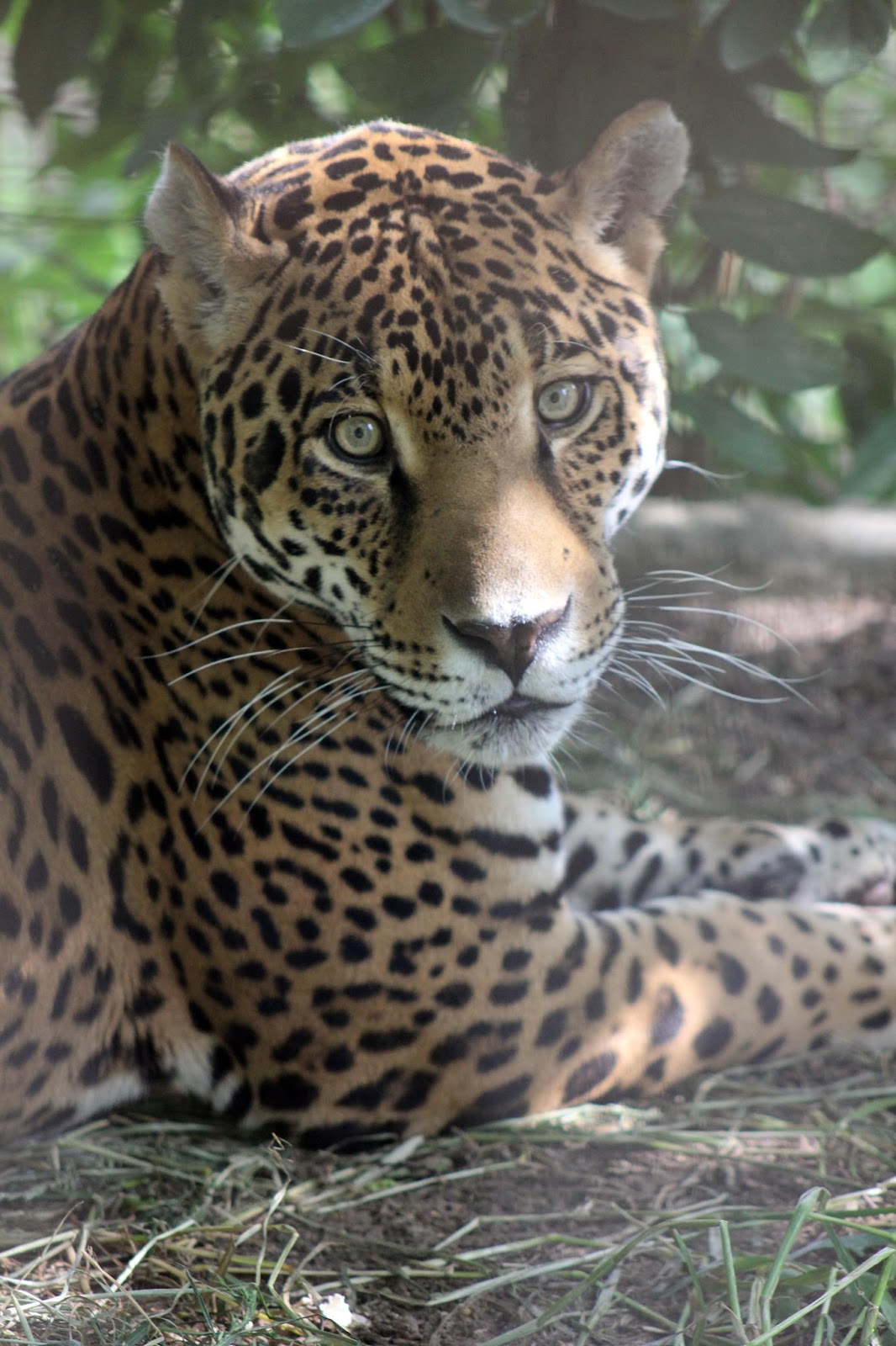 Jaguar m. Бенгальский Ягуар. Ману Ягуар. Тигр бенгальский леопард Ягуар. Болотный Ягуар.