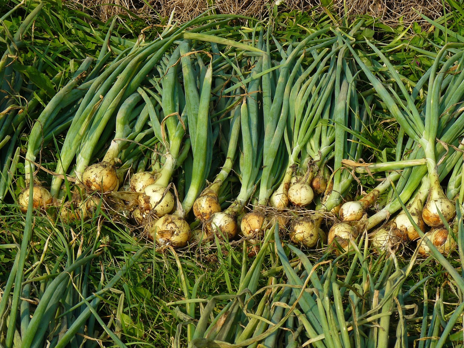 Лук шалот изумрудный