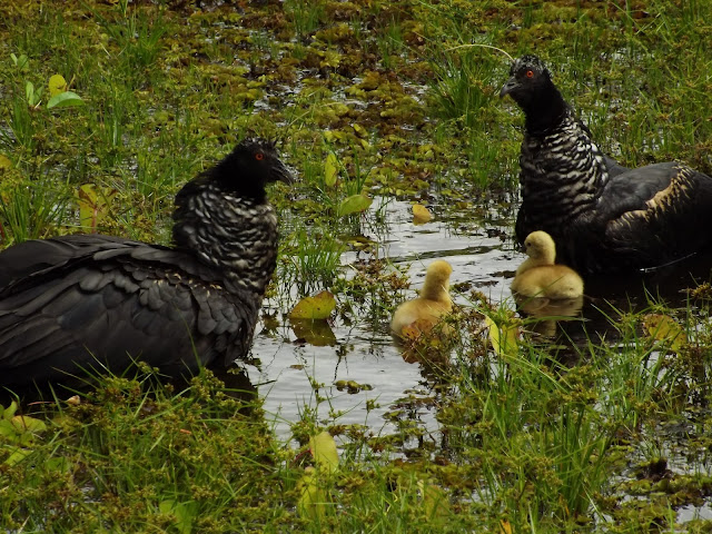 Resultado de imagem para Anhuma