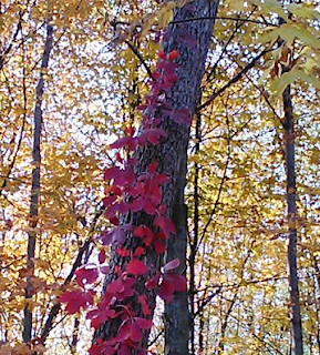 bright red vines climbing a yellow leaved tree