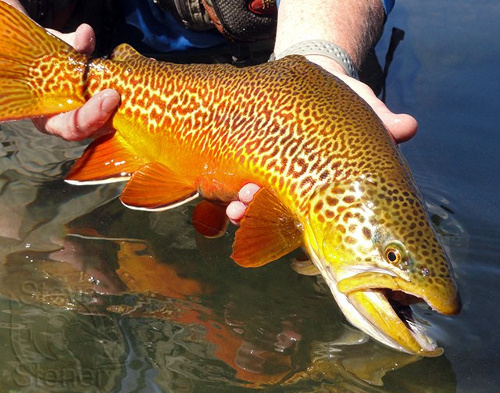 Fish 'N Tips: THE TIGER TROUT