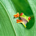 Wallpaper Frog