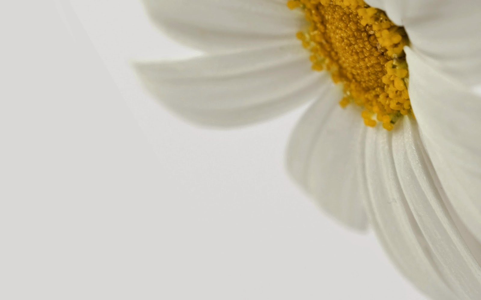 Pure White Wallpaper