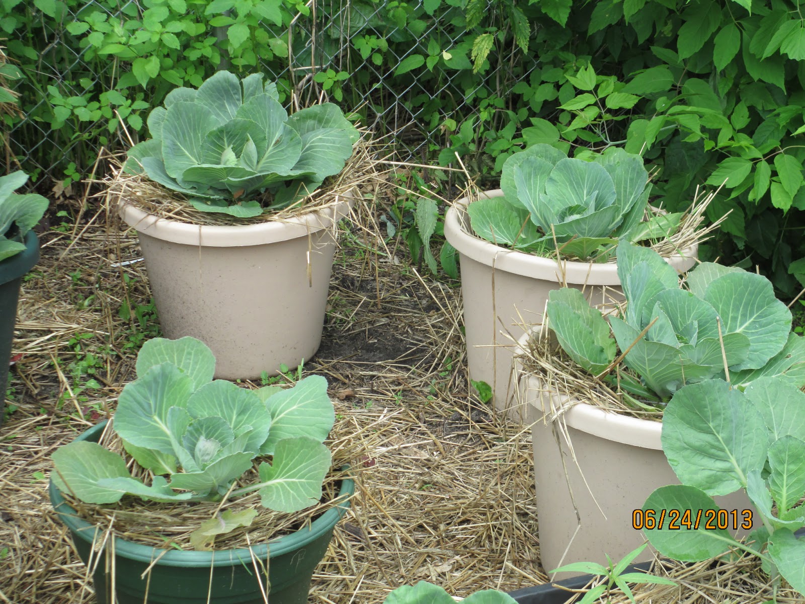 the gardener's gardener EVALUATION OF POTTING SOIL VERSUS HALF SOIL