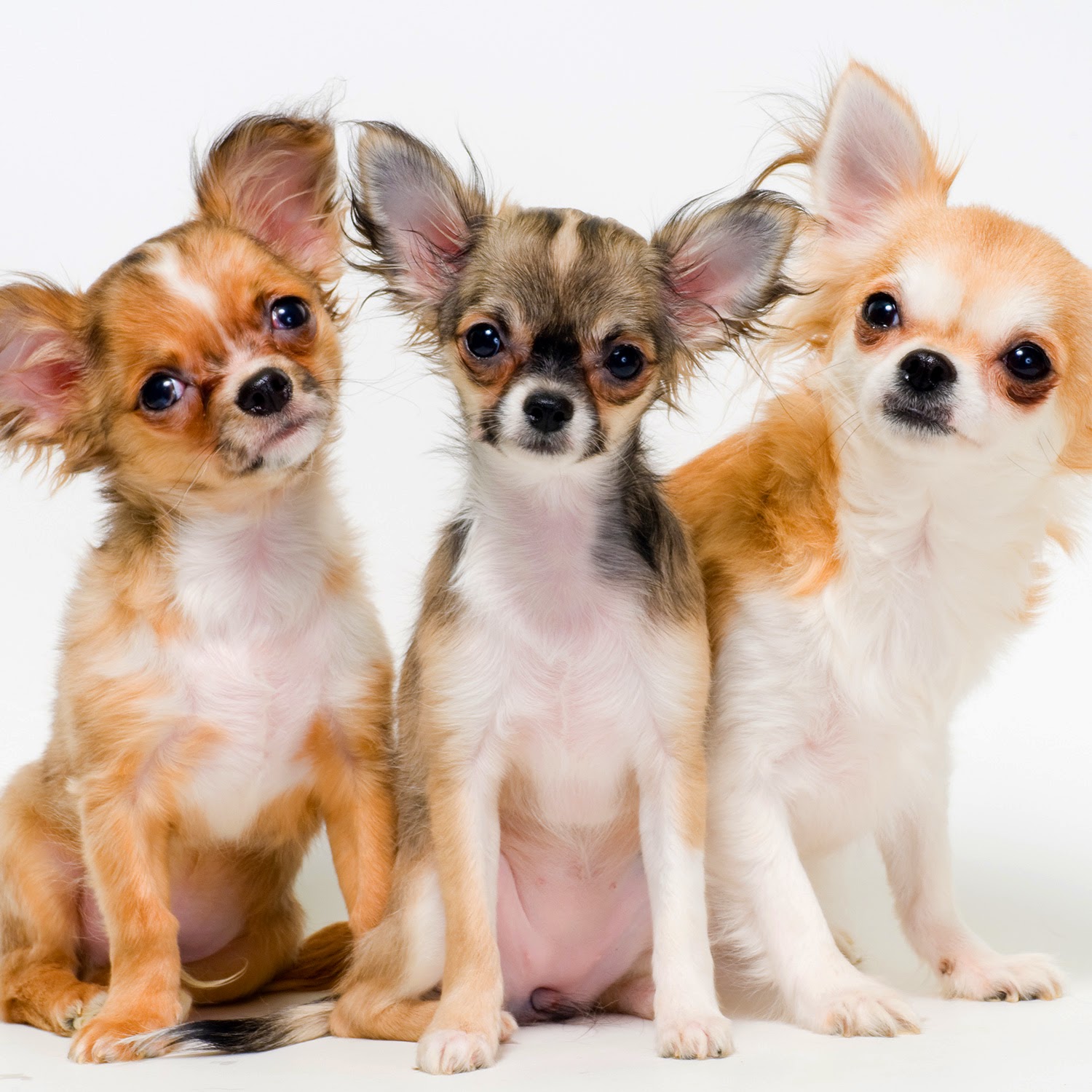 йоркширский терьер. какие породы продаются. шпиц померанский карликовый. какие породы продаются. разнообразие пород собак.