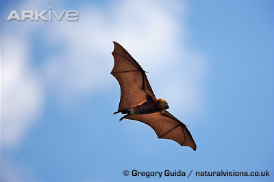 Zorro volador negro de Mauricio Pteropus niger