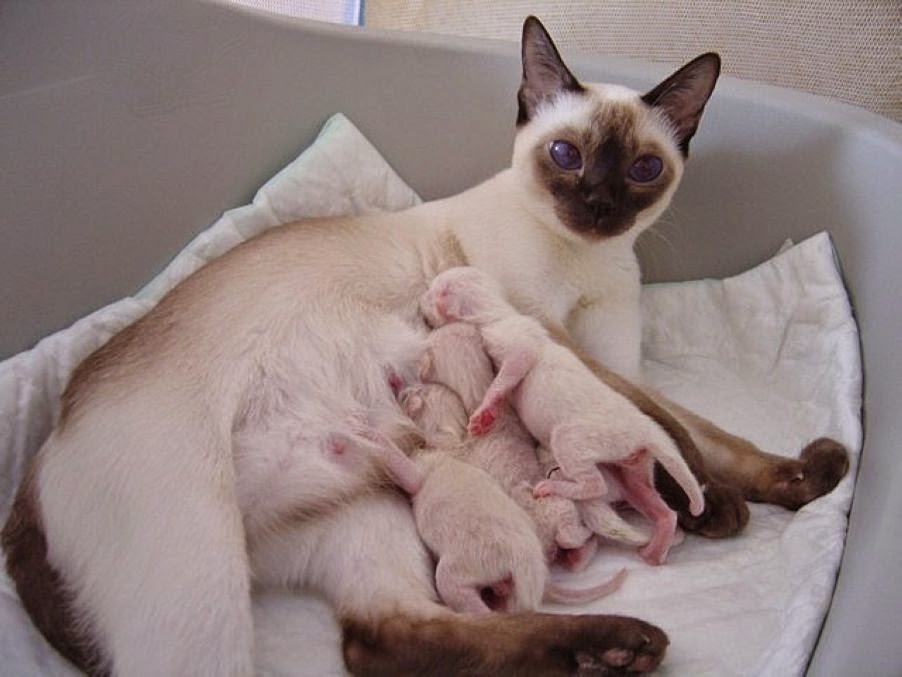  Priceless Pictures Of Cat Mommies 