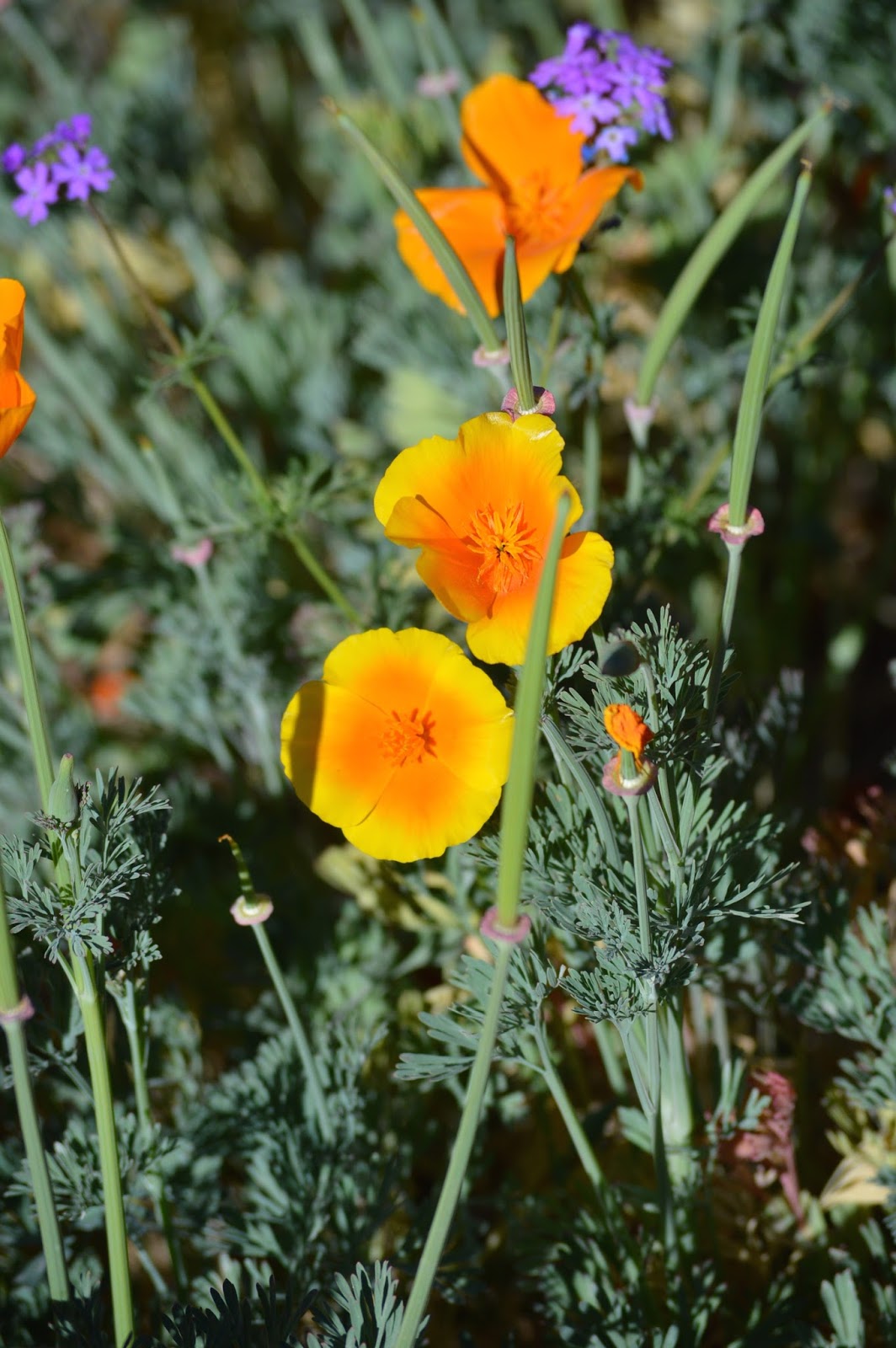 Annabanana Phoenix Wildflower Garden