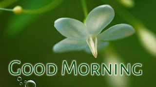 good morning good morning