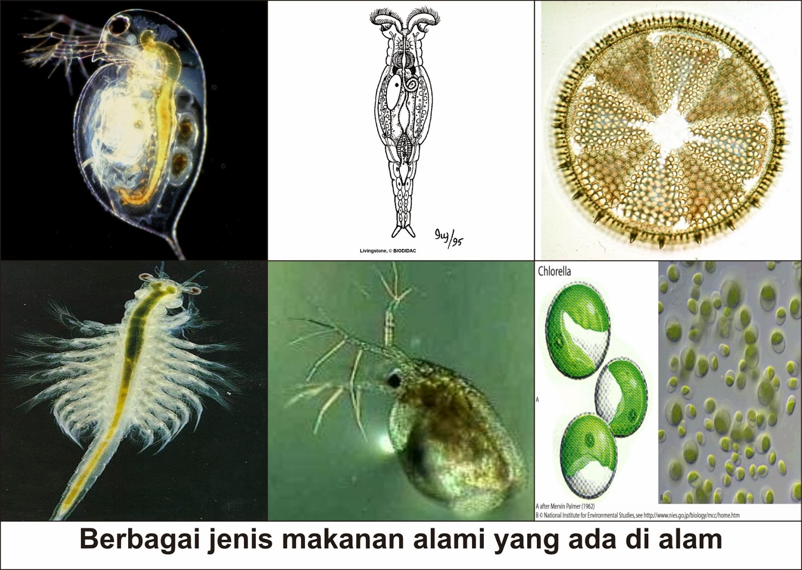 Фитопланктон дать определение. Дафния фитопланктон. Фитопланктон зоопланктон бентос. Фитопланктон это продуцент. Сапробность фитопланктон.