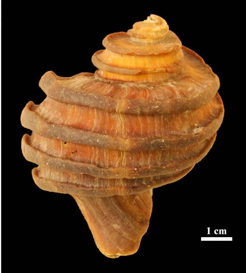 fosil gastropoda berusia 15 juta tahun, Ecphora, dari Calvert Cliffs of Maryland selatan