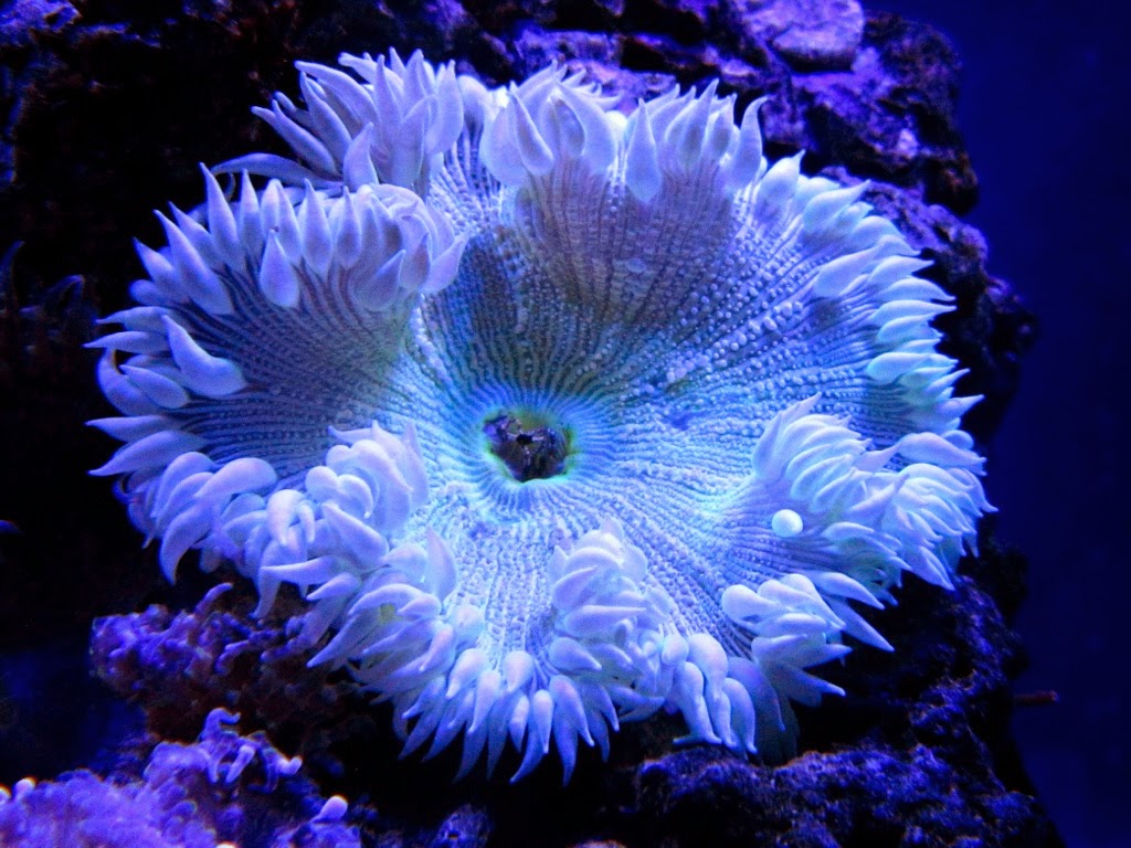 ANEMONE OF THE WEEK Rock Flower Anemone (Epicystis crucifer)