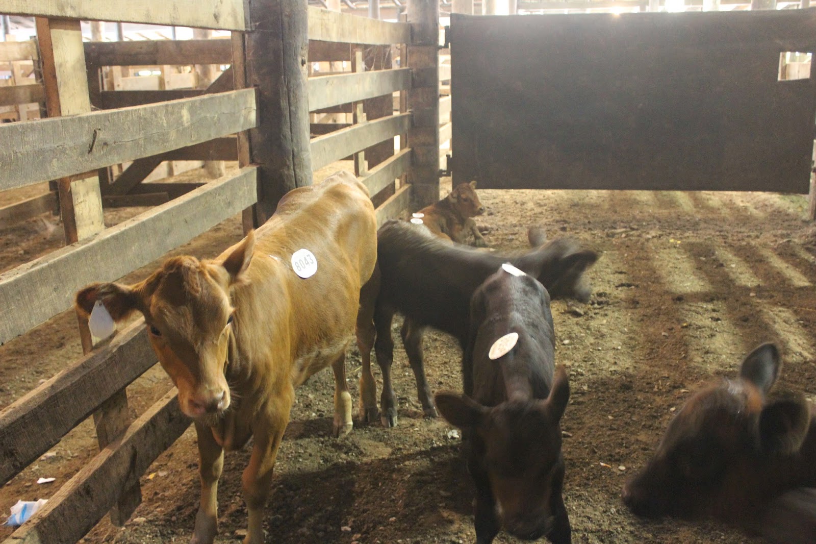 Snug Harbor Bay Livingston Livestock Auction